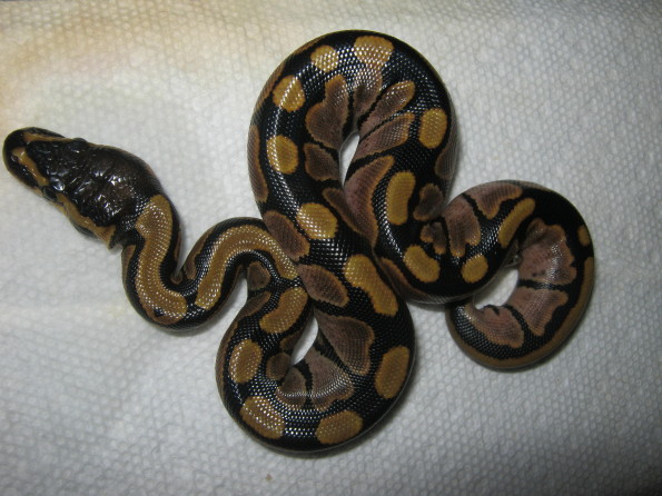 CB10 VPI Sugar Female Photo #1