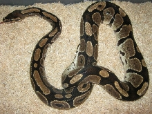 Female Genetic Granite Breeder Photo #1