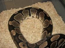 Female Genetic Granite Breeder Photo #2