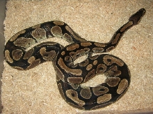 Female Genetic Granite Breeder Photo #3