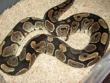 Female Genetic Granite Breeder Photo #4