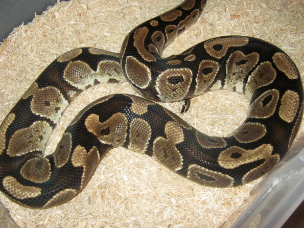 Female Genetic Granite Breeder Photo #4