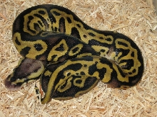 Pastel Leopard Ball Python (Female) Photo #1