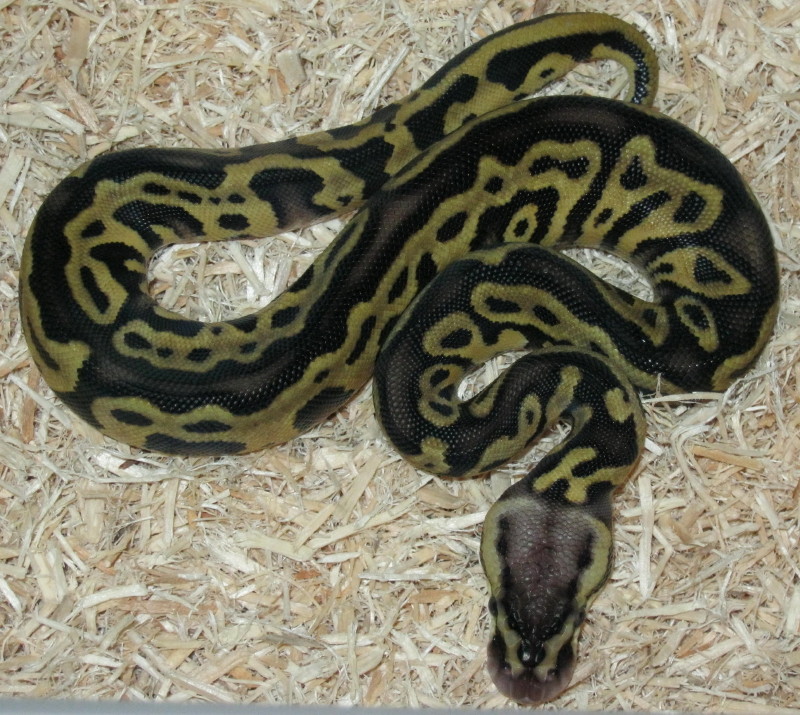 Pastel Leopard Ball Python (Female) Photo #2
