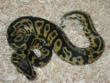 Pastel Leopard Ball Python (Male) Photo #1
