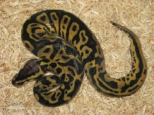 Pastel Leopard Ball Python (Male) Photo #2