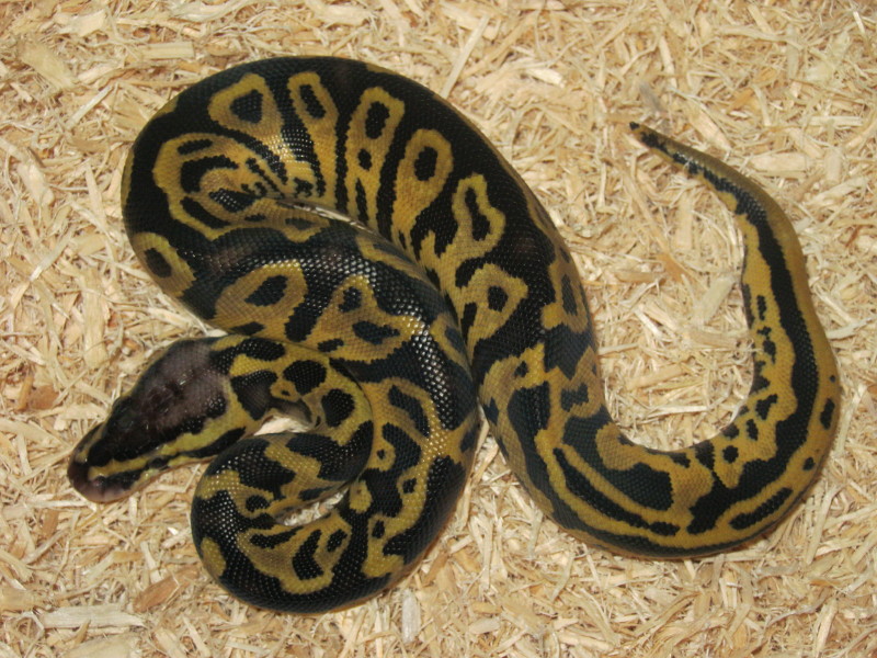 Pastel Leopard Ball Python (Male) Photo #2