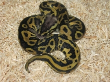 Pastel Leopard Ball Python (Male#2) Photo #1