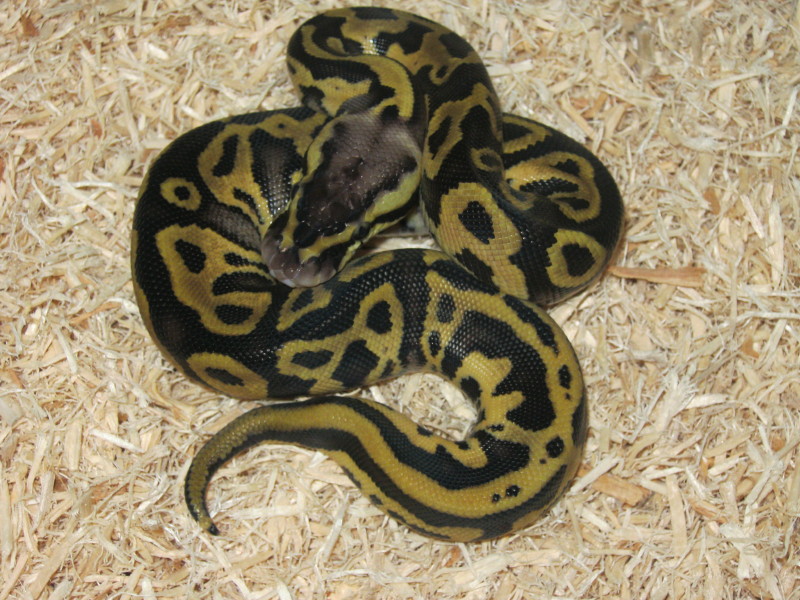 Pastel Leopard Ball Python (Male#2) Photo #1