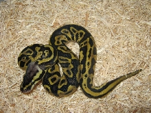 Pastel Leopard Ball Python (Male#2) Photo #2