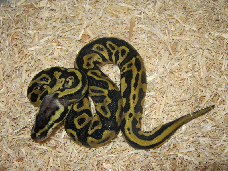 Pastel Leopard Ball Python (Male#2) Photo #2