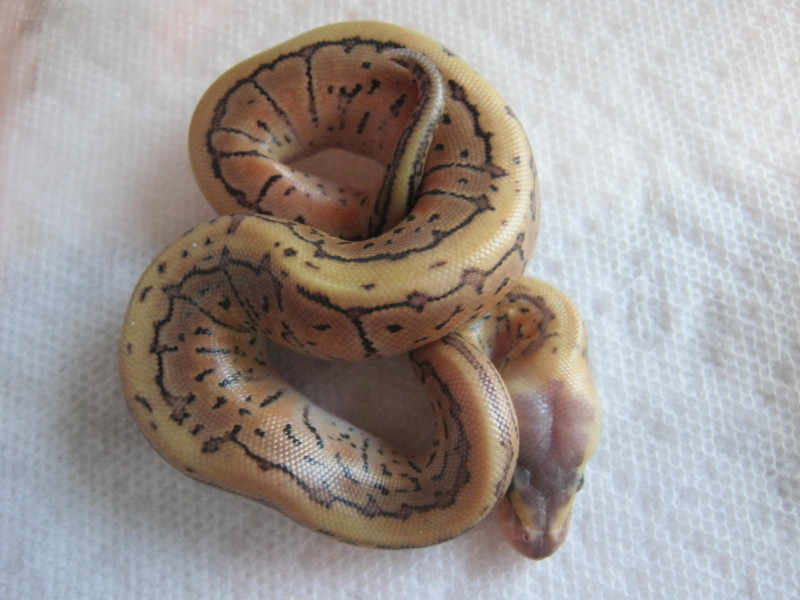 Granite Lemon Blast? Photo #2