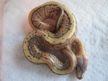 Granite Lemon Blast? Photo #5