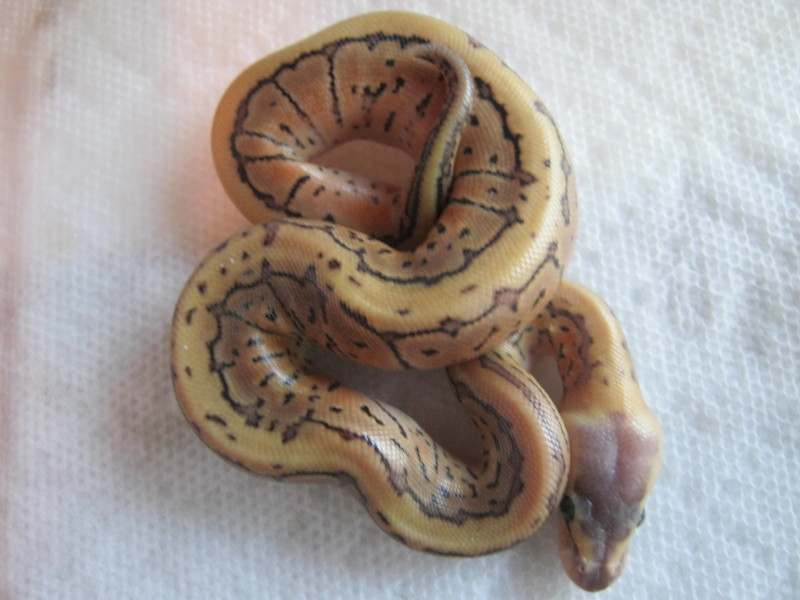 Granite Lemon Blast? Photo #5