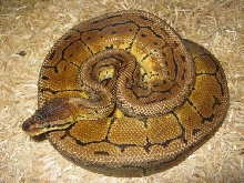 Lemon Blast (Proven Breeder)