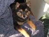 Kodiak bearbear Jackson 3 months