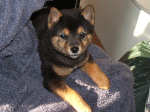 Kodiak bearbear Jackson 3 months