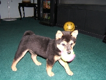 3 month splaying catch