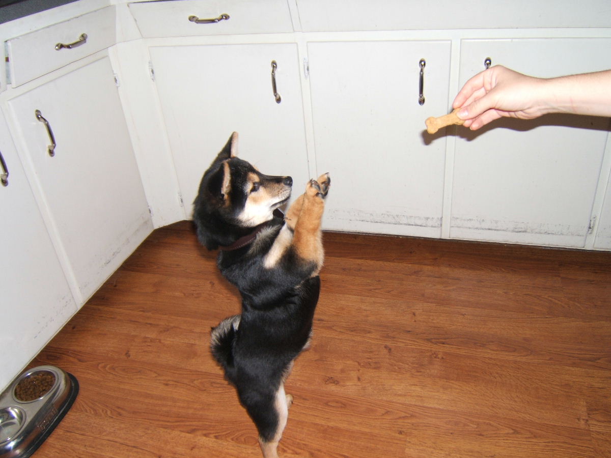 kodiak 6 months