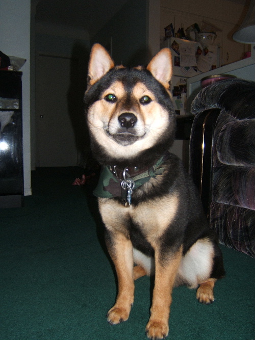 Sittin pretty Kodiak 8 months