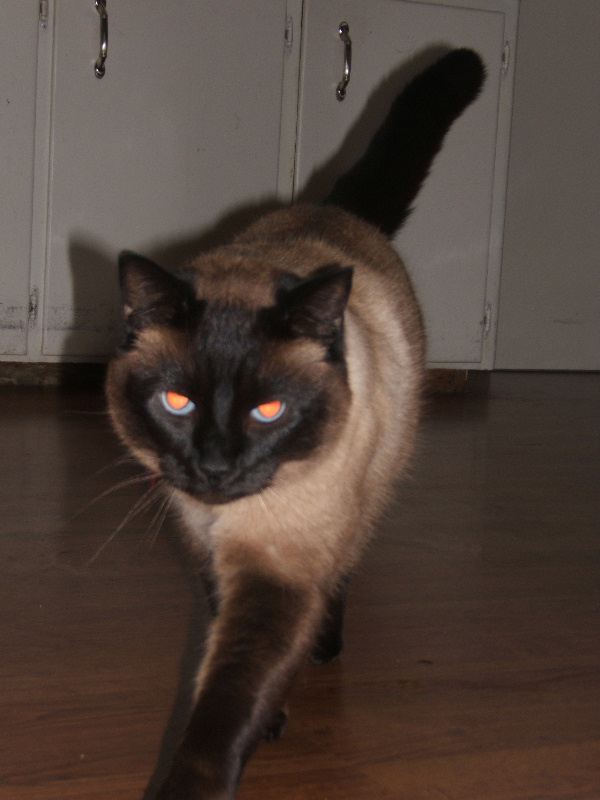Kodiaks Sister Nermal Jackson