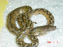 Sunfire Salayers