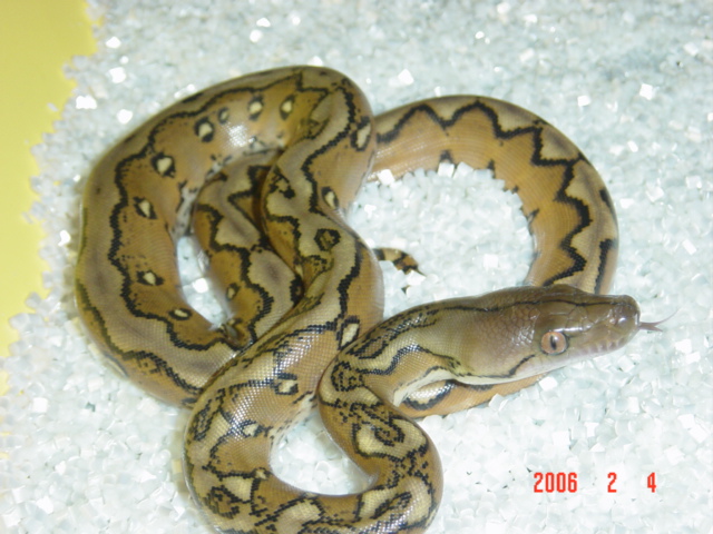 Sunfire Salayers