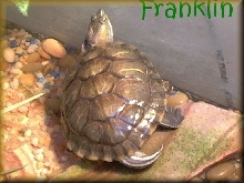 Franklin