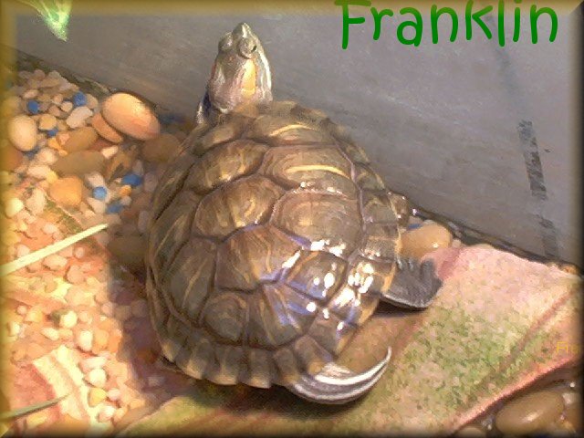 Franklin