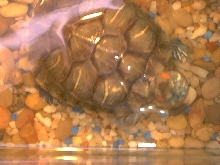 Franklin 03