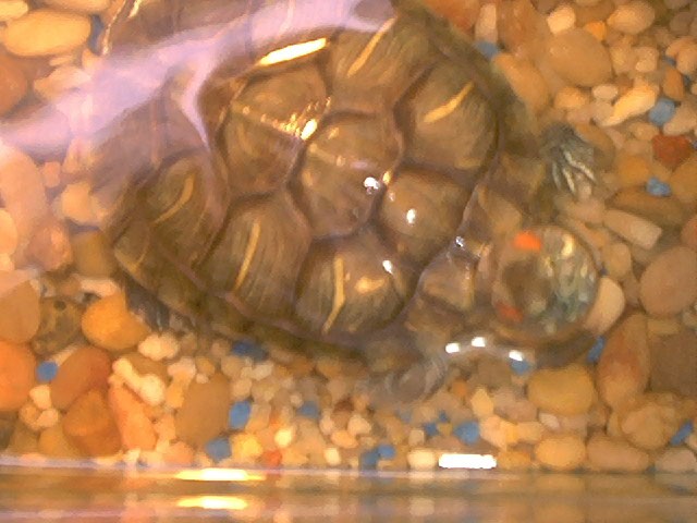 Franklin 03