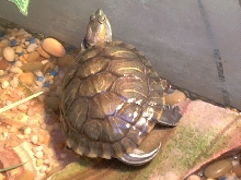 Franklin 07