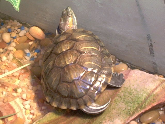 Franklin 07