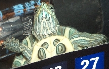Christina Marie Turtle