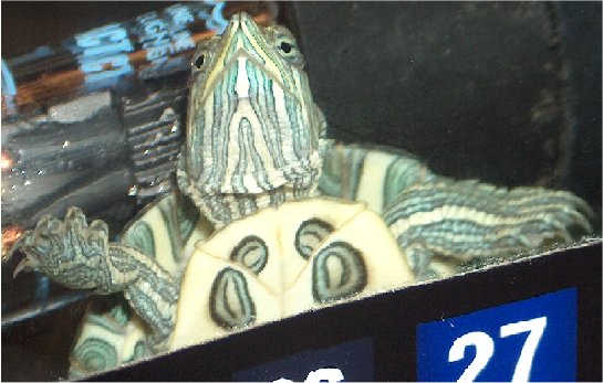 Christina Marie Turtle