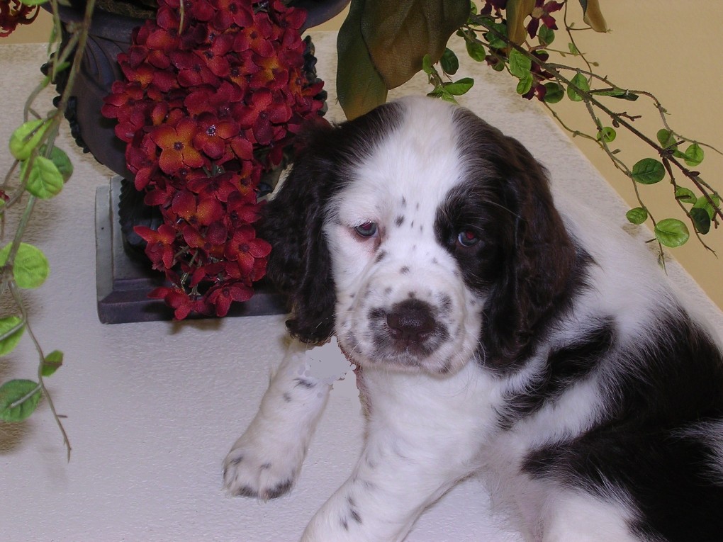 Nicia - Springer Spaniel of Glitzy Pet Jewelry
