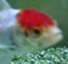 Sick Fish