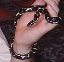 Zippy