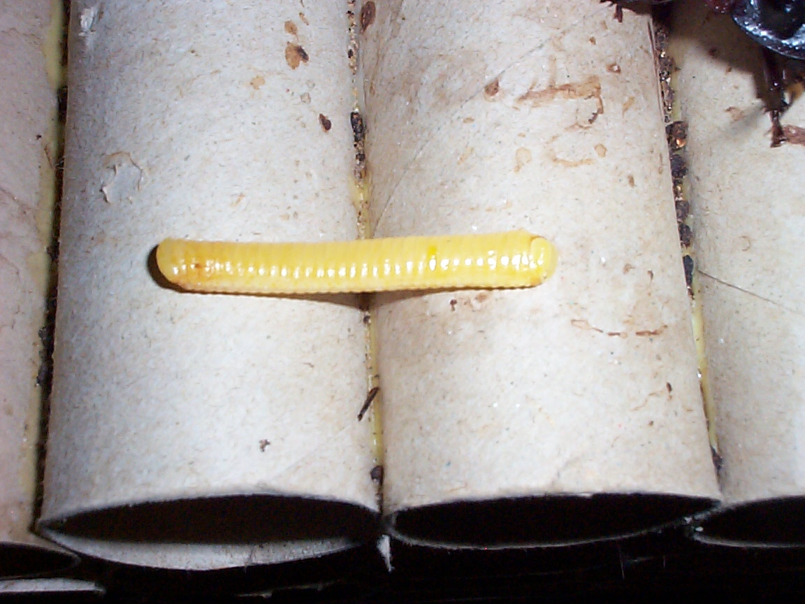 madagascar hissing cockroach aborted ootheca