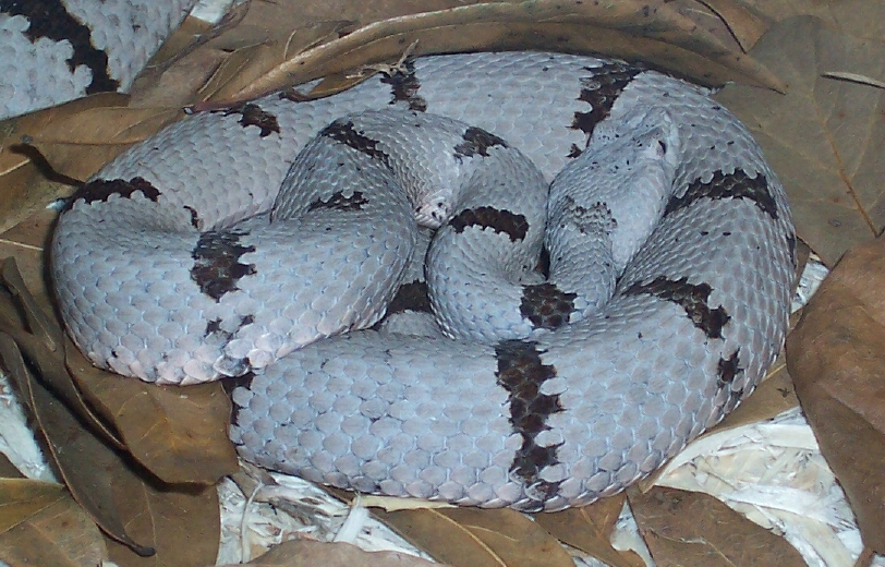 Crotalus lepidus klauberi (female) Franklin Mtns.
