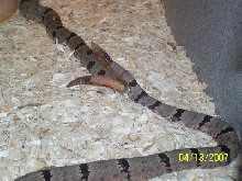Black Range klauberi copulation