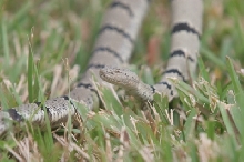 Black Range klauberi - Adult male