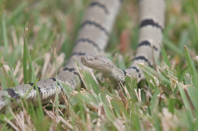 Black Range klauberi - Adult male