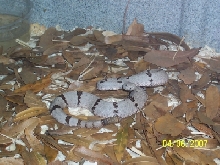Franklin klauberi female