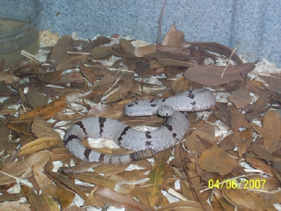 Franklin klauberi female