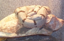 Franklin Female klauberi basking