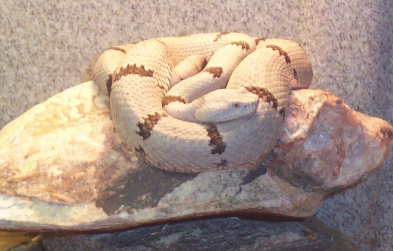 Franklin Female klauberi basking