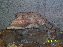 Franklin Mtns. klauberi pair