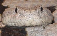 Franklin Closeup