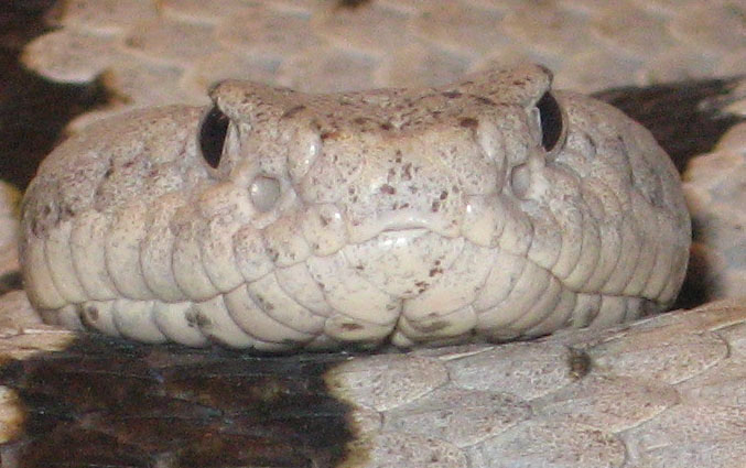 Franklin Closeup